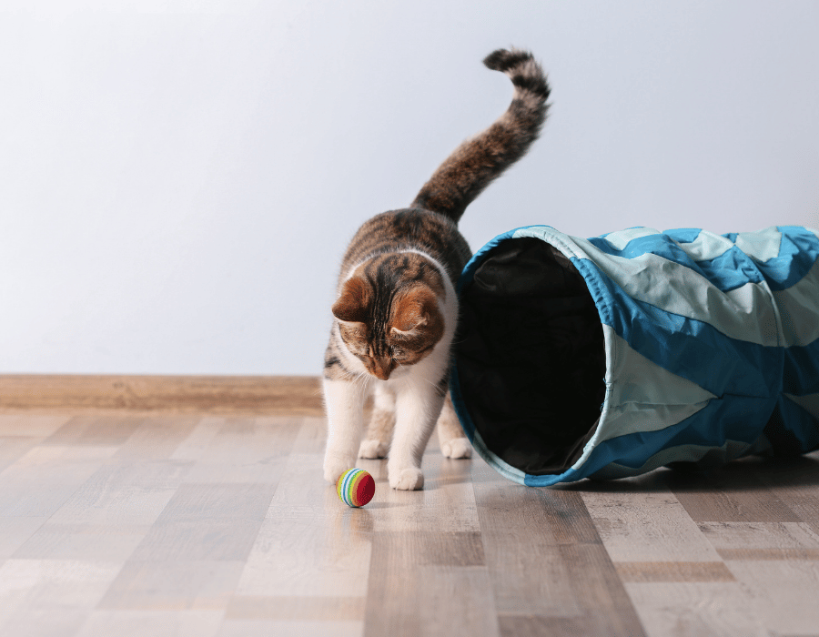 cat playing with a ball and tunnel