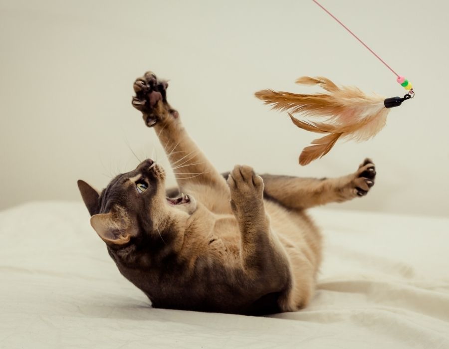 A short haired cat is playfully batting at a feather toy dangling from a string.