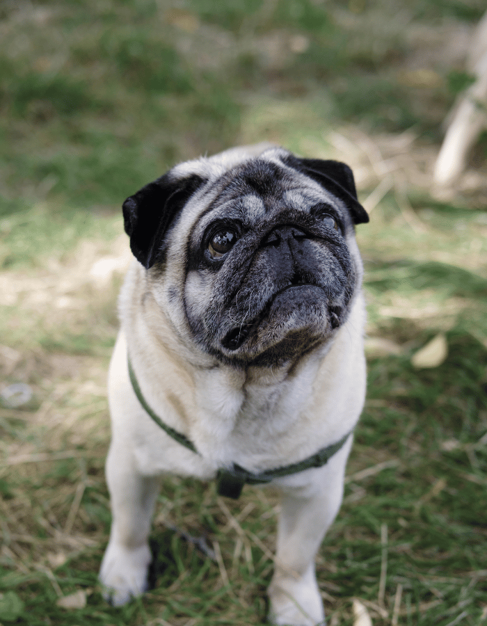 closeup of a senior pug standing outside in the grass