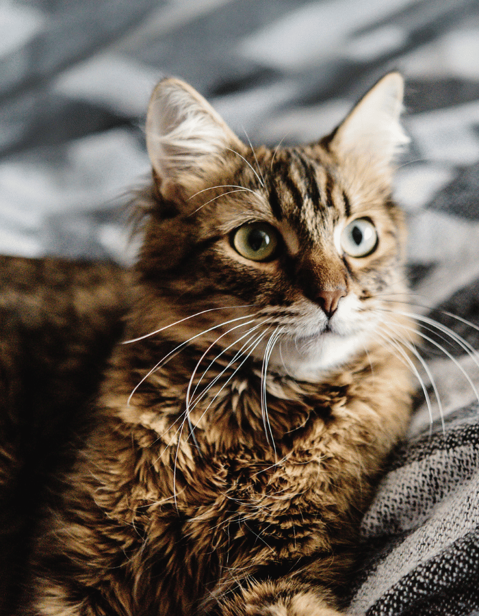 closeup of a tabby cat laying on a blanket