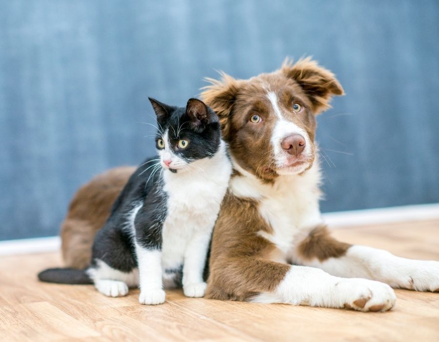 A black and white cat sits next to a brown and white dog on a wooden floor