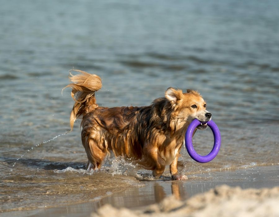 A small, fluffy brown dog stands in the shallow water at the edge of a beach