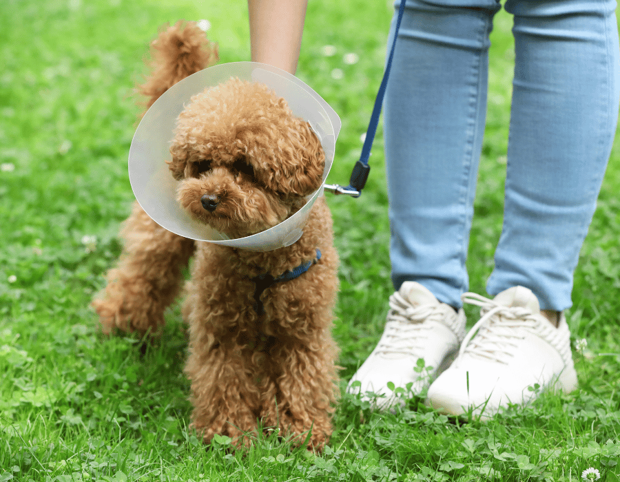 dog wearing a cone on a walk with its owner