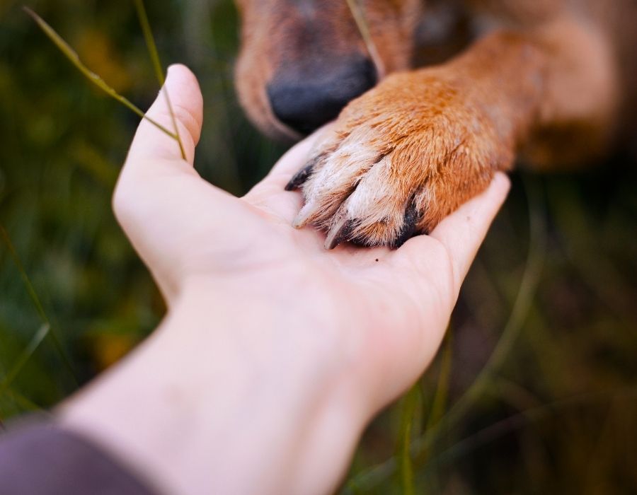A person's hand is open with a dog's paw resting on it