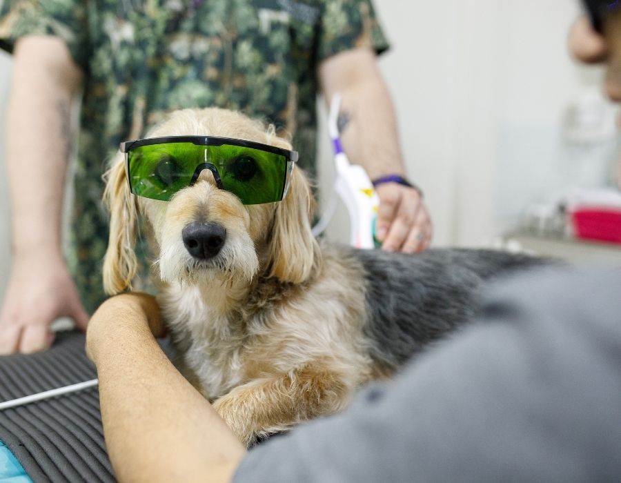 A small dog wearing green protective sunglasses lies on an examination table