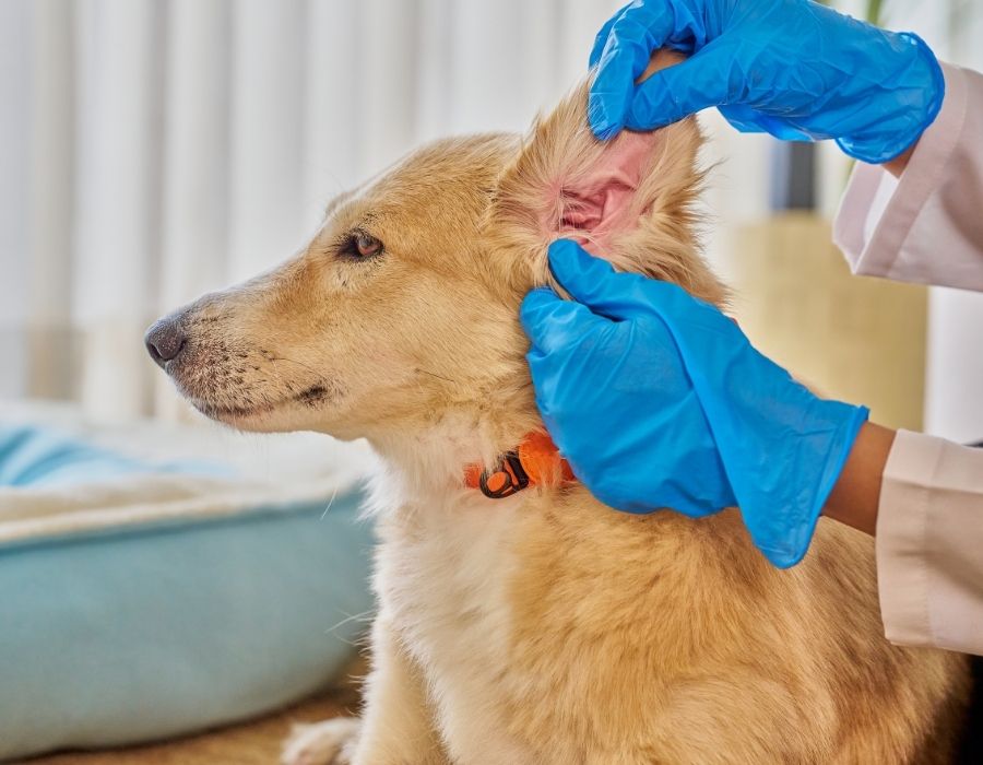 A veterinarian wearing blue gloves gently examines a dog's ear