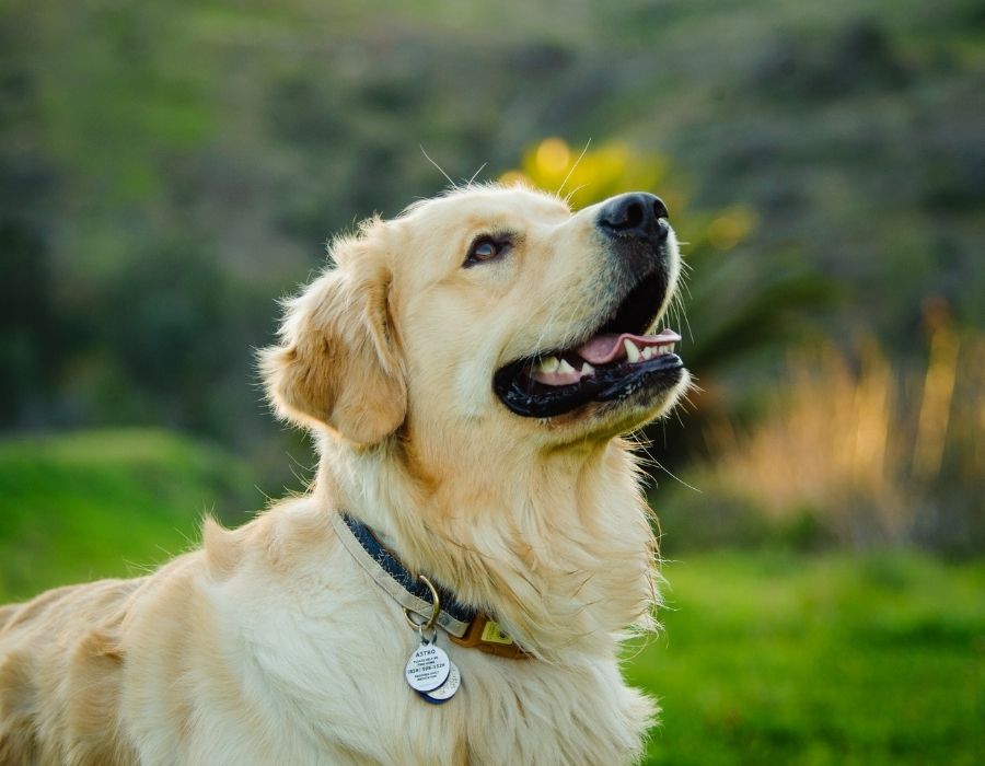 A golden retriever dog with a collar and tags sits outdoors in a grassy field