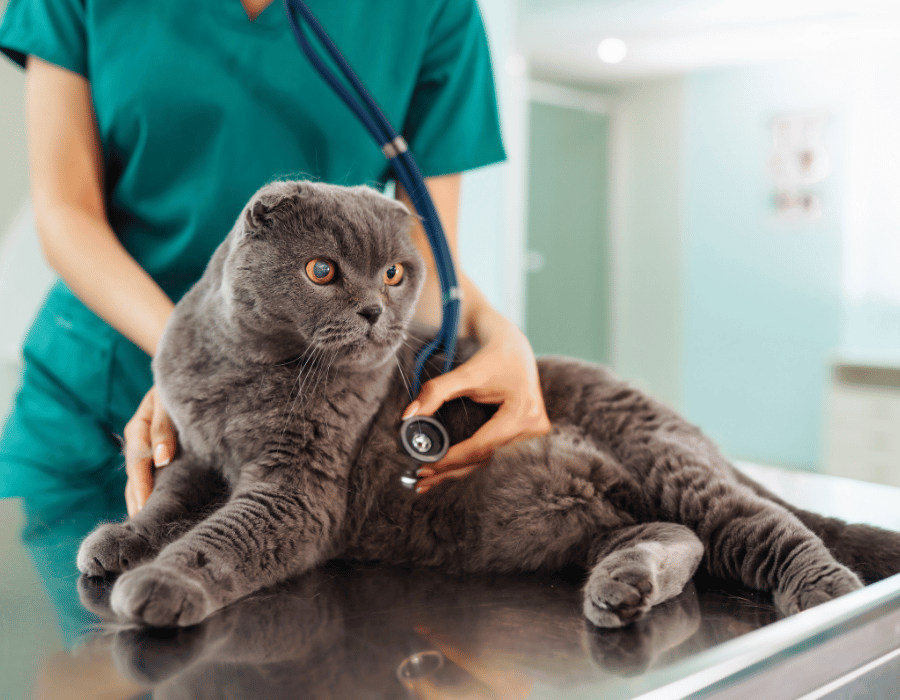 grey cat with yellow eyes laying on an exam table at the vet