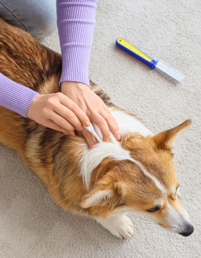 A person in a purple sweater is petting a corgi dog with a comb