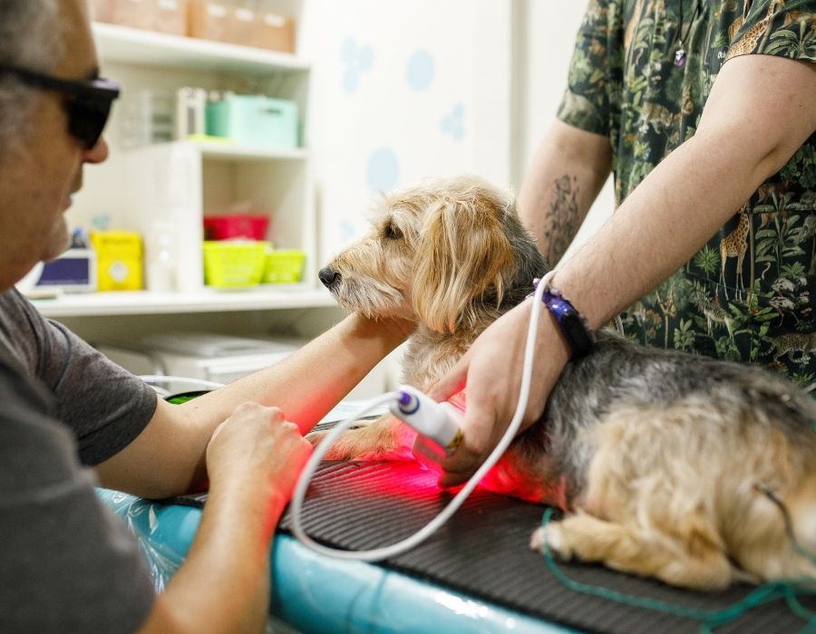 A dog is lying on a table while two people administer laser therapy to its leg