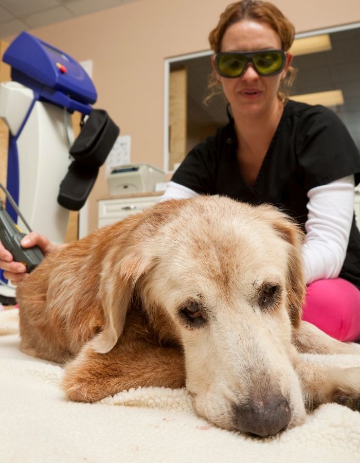A person wearing green protective glasses uses a laser therapy device on a golden retriever