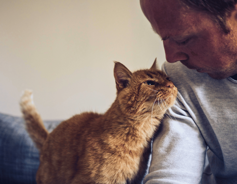 orange senior cat rubbing on owners arm