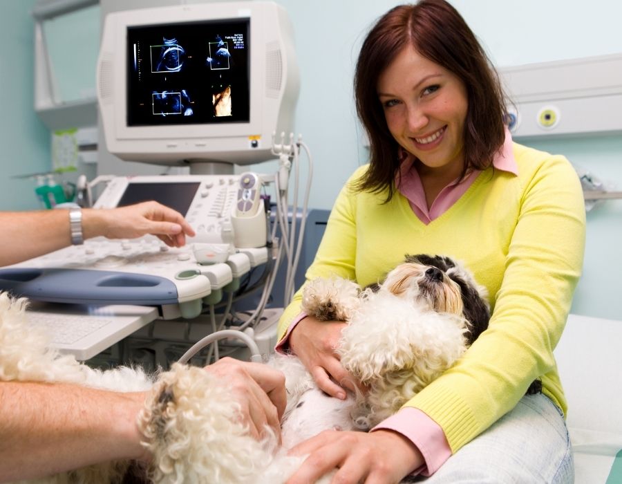 A person holds a dog while another person operates an ultrasound machine with images on the screen