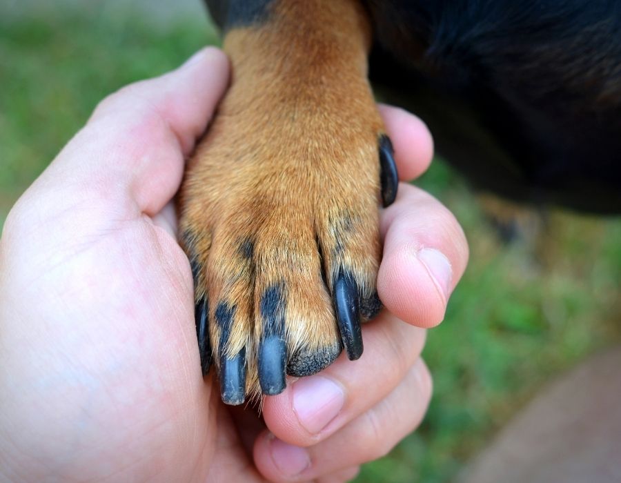A person holds a dog's paw with their hand