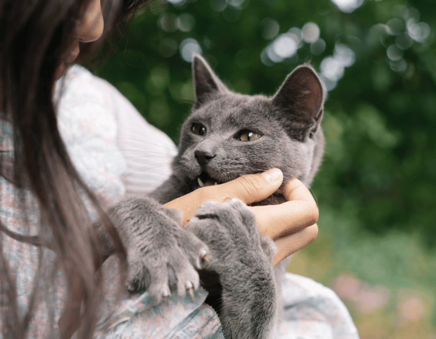 person petting a grey cat