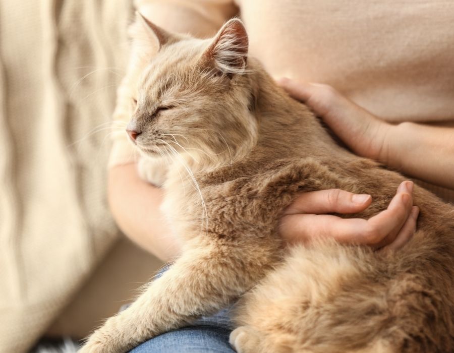 a person holding a fluffy tan cat