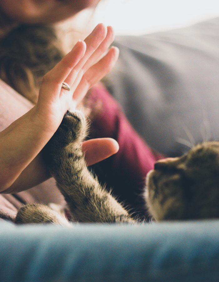 persons hand with a cats paw reaching up for it