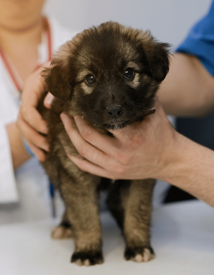 puppy being examined by a veterinary team