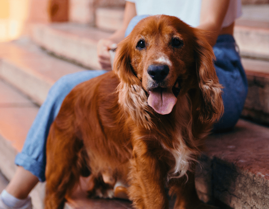 red spaniel dog standing on stairs next to its owner