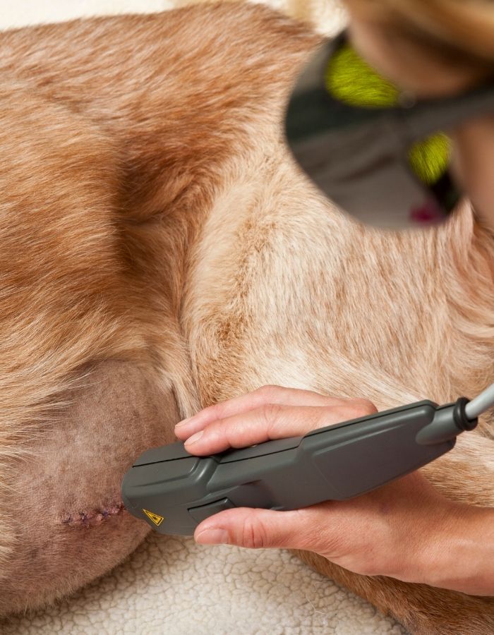 A person in protective goggles uses a laser therapy device on a dog with a surgical scar