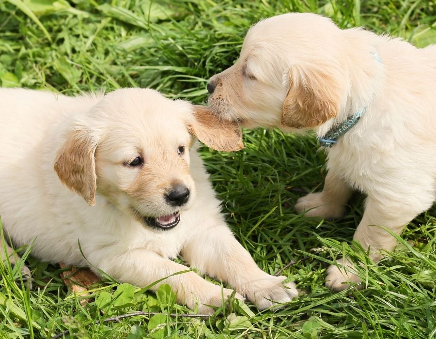 Two light colored puppies play in the grass