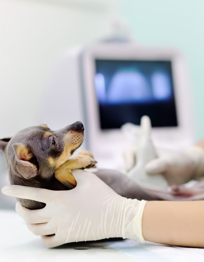 A small puppy is gently held by gloved hands at a veterinary clinic
