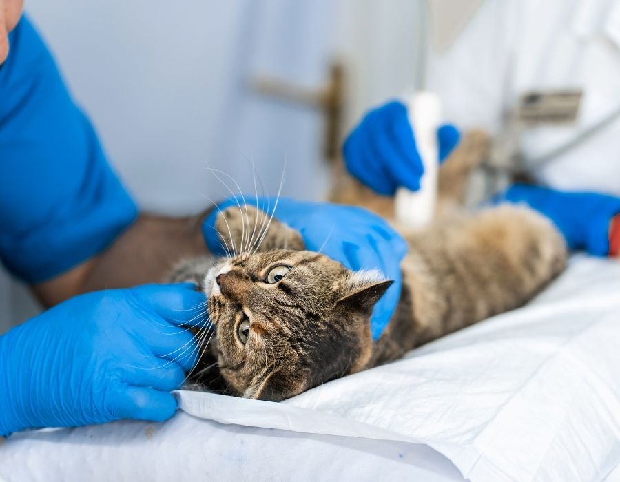 Veterinarians in blue gloves perform an ultrasound on a tabby cat