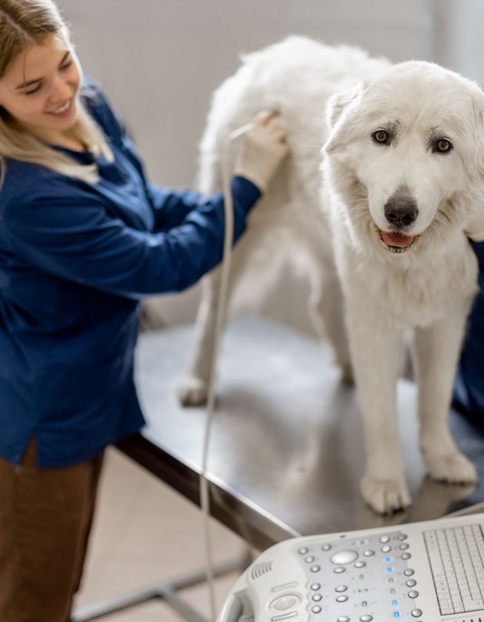Veterinarian in blue scrubs performs an ultrasound on a large fluffy white dog standing on an exam table