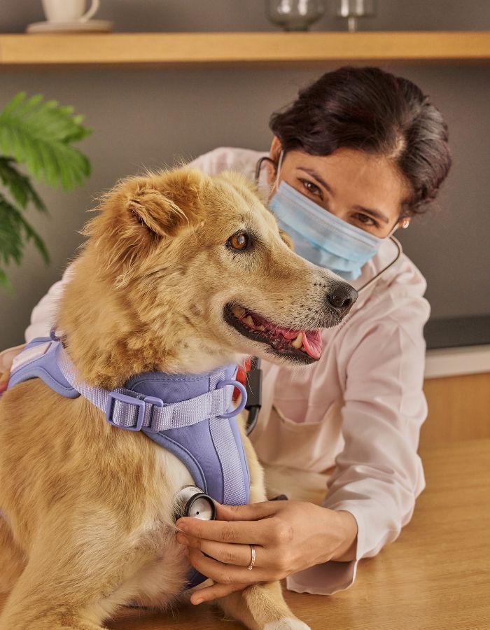 A masked veterinarian gently examines a happy dog with a stethoscope