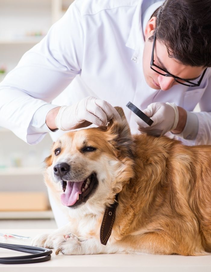 A veterinarian in a lab coat and gloves examines a dog's ear with a magnifying glass