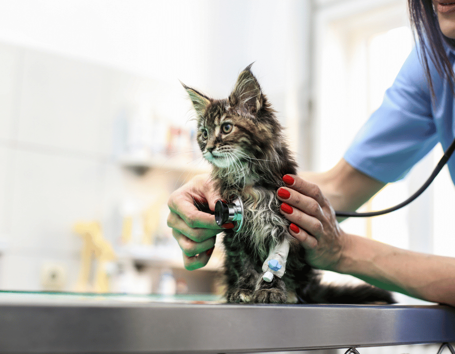 vet examining a small long haired kitten