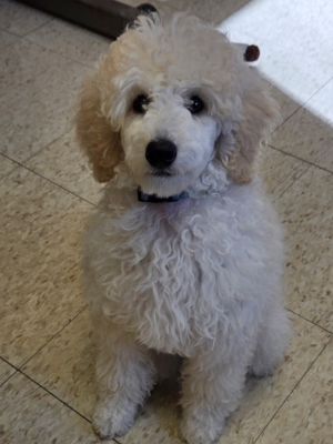 white puppy sitting on floor