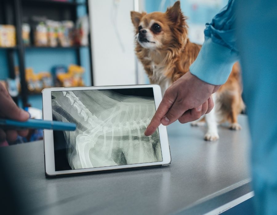 A small dog stands on a vet's table beside a tablet showing its Xray