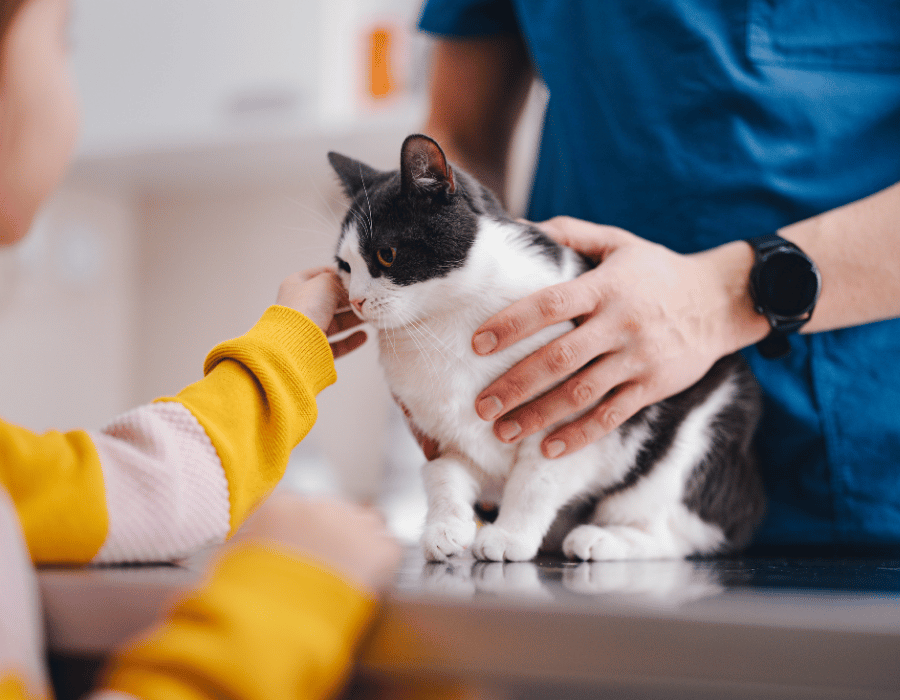 young girl petting a cat while a vet is examining it